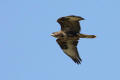 Buzzard