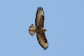 Buzzard