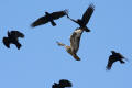 Buzzard and Crows