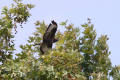 Buzzard
