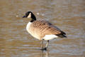 Canada Goose