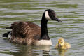 Canada Goose