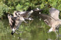 Canada Goose