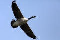 Canada Goose