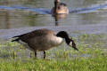 Canada Goose