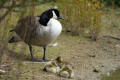 Canada Goose