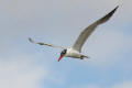 Caspian Tern