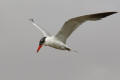 Caspian Tern