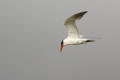 Caspian Tern