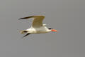 Caspian Tern