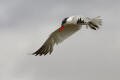 Caspian Tern