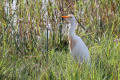 Cattle Egret