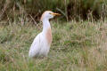 Cattle Egret