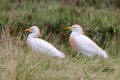 Cattle Egret