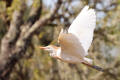 Cattle Egret