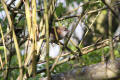 Cettis Warbler