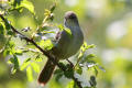 Cettis Warbler