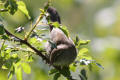 Cettis Warbler