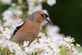 Chaffinch