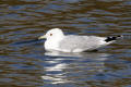 Common Gull