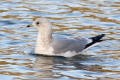 Common Gull