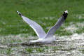 Common Gull