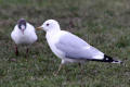 Common Gull