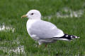 Common Gull