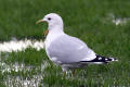 Common Gull