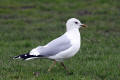 Common Gull