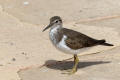 Common Sandpiper