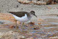 Common Sandpiper