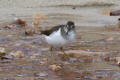 Common Sandpiper