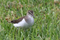 Common Sandpiper