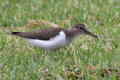 Common Sandpiper