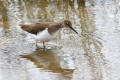 Common Sandpiper