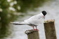 Common Tern