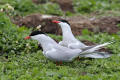 Common Tern