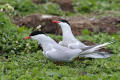 Common Tern