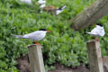 Common Tern