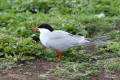 Common Tern