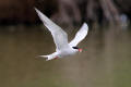 Common Tern