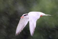 Common Tern