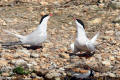 Common Tern