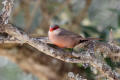 Common Waxbill