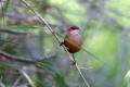 Common Waxbill