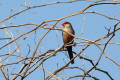 Common Waxbill