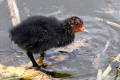 Coot