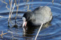 Coot
