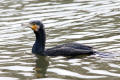Cormorant